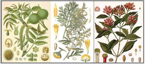 3_kraeuter_parasitenkur 3_kraeuter_parasitenkur